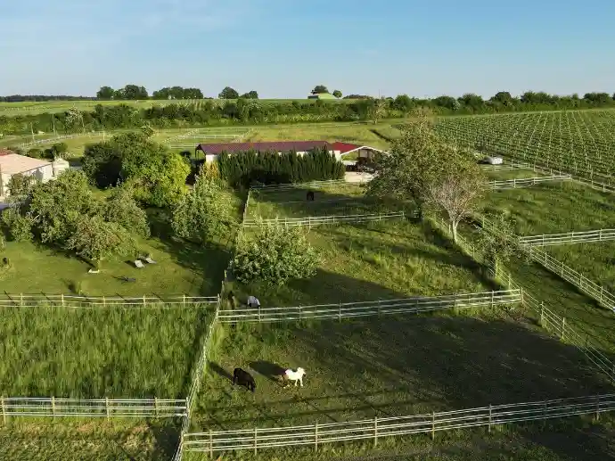 Grands paddocks en herbe