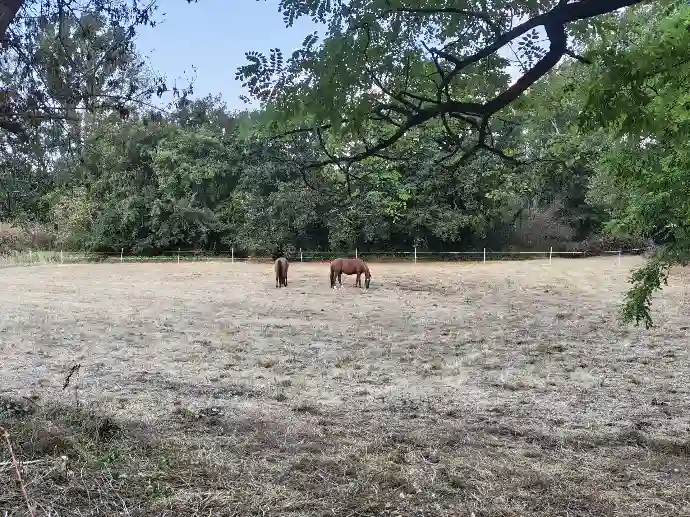 Grand pré pour chevaux d'1,5 hectares