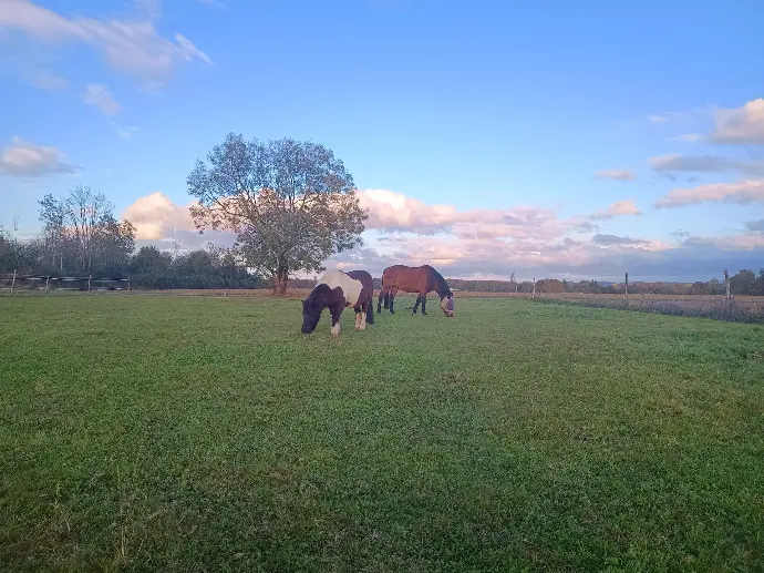 Grand pré en herbe avec poneys;