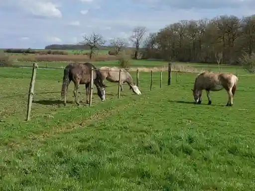 Paddock en herbe