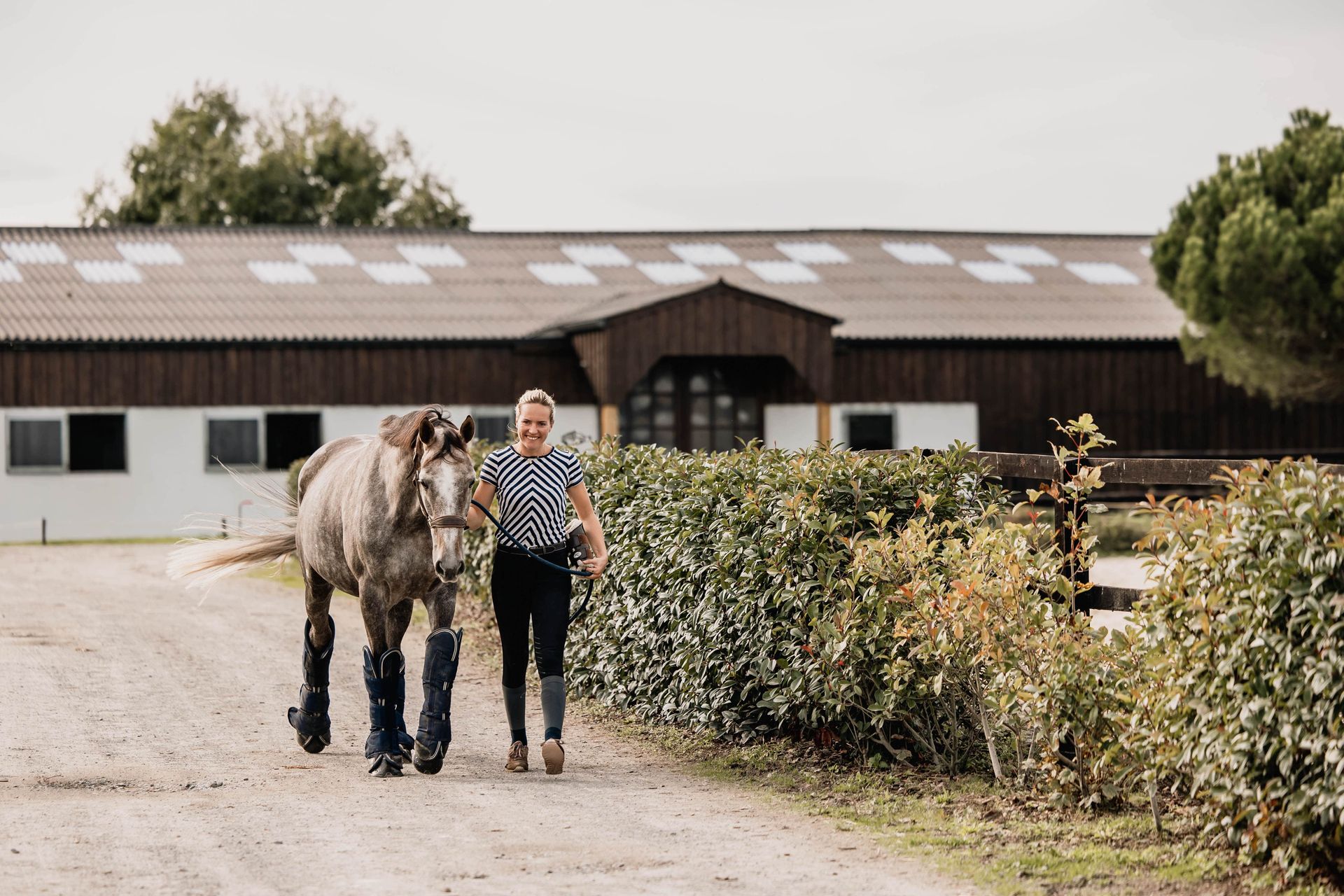 Cheval prêt pour son transport
